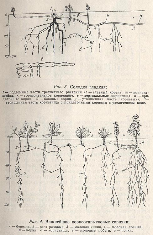Солодка гладкая и важнейшие корнеотпрысковые сорняки