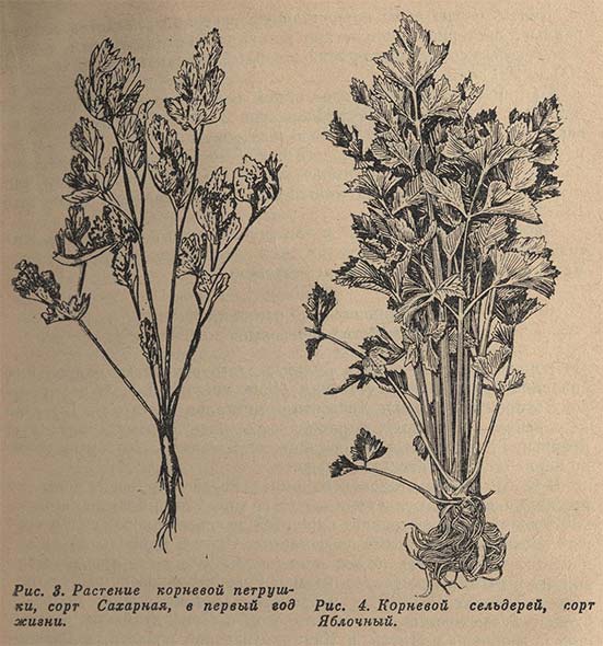 Растение корневой петрушки и корневой сельдерей