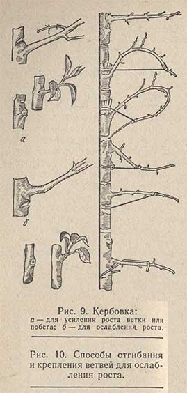 Кербовка и способы отгибания и крепления ветвей для ослабления роста