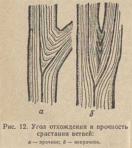 Угол отхождения и прочность срастания ветвей