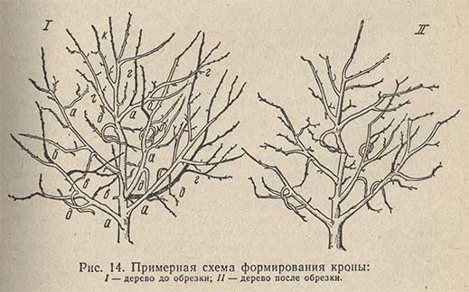 Примерная схема формирования кроны