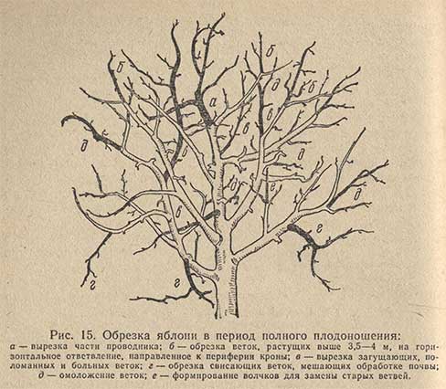 Обрезка яблони в период полного плодоношения