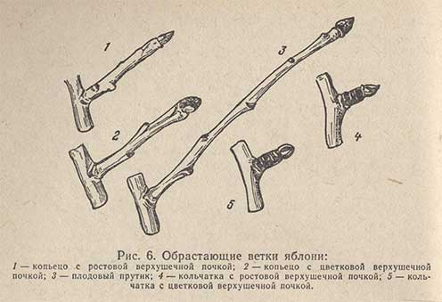 Обрастающие ветки яблони