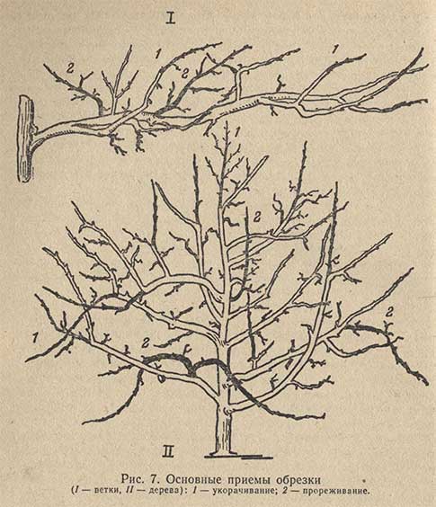 Основные приемы обрезки
