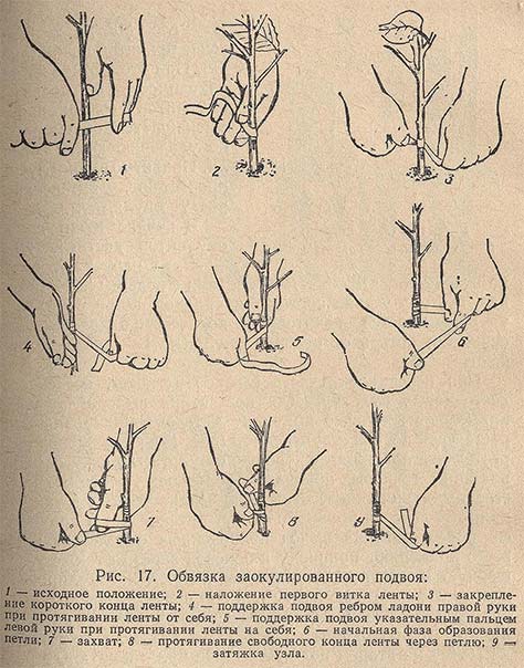 Обвязка заокулированного подвоя
