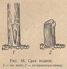 Срез подвоя