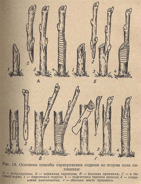 Основные способы перепрививки подвоев во втором поле питомника
