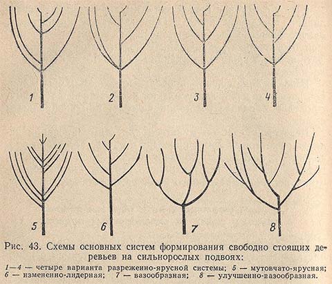 Схемы основных систем формирования свободно стоящих деревьев на сильнорослых подвоях