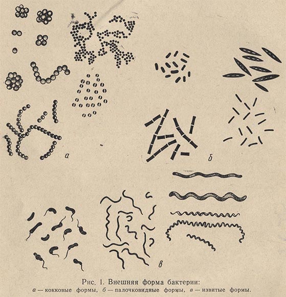 Внешняя форма бактерии