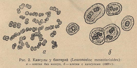 Капсулы у бактерий