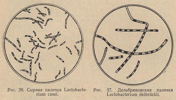 Сырная палочка Lactobacterium casei и Дельбрюковская палочка Lactobacterium delbriickii