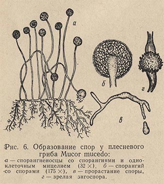 Образование спор у плесневого гриба Mucor mucedo