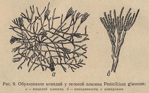 Образование конидий у зеленой плесени Penicillium glaucum