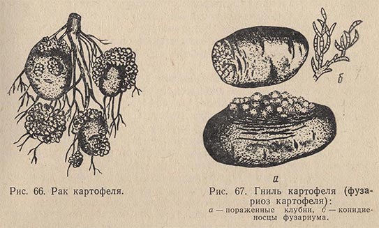 Рак картофеля и гниль картофеля (фузариоз)