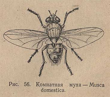 Комнатная муха - Musca domestica