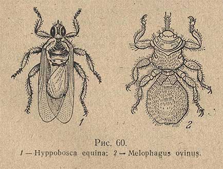 1 - Hyppobosca equina; 2 - Melophagus ovinus