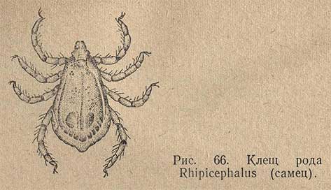 Клещ рода Rhipicephalus (самец)
