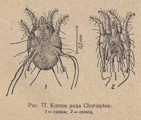 Клещи рода Chorioptes