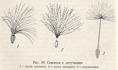 Семянки с летучками