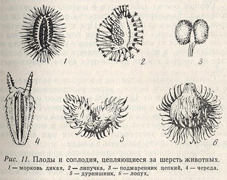 Плоды и соплодия, цепляющиеся за шерсть животных