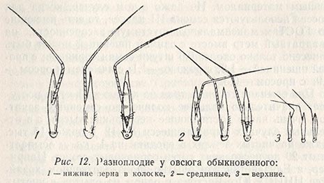 Разноплодие у овсюга обыкновенного