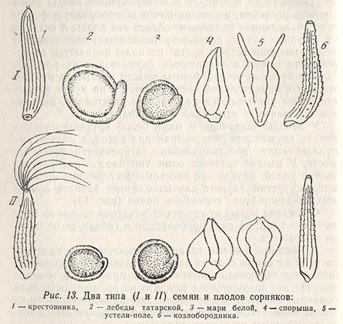 Два типа семян и плодов сорняков