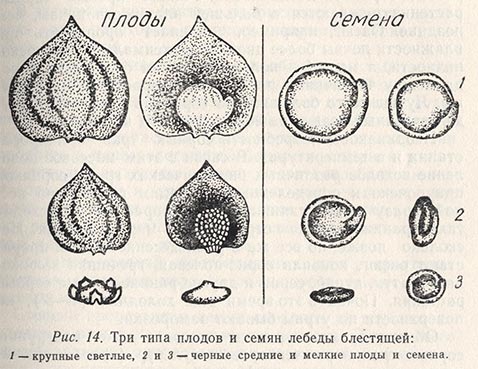 Три типа плодов и семян лебеды блестящей