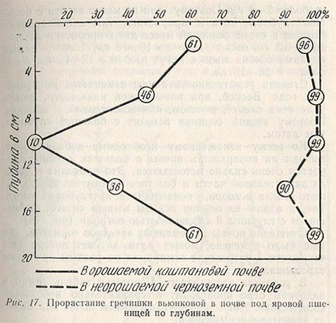 Прорастание гречишки вьюнковой в почве под яровой пшеницей по глубинам