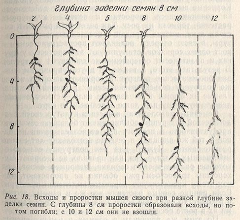 Всходы и проростки мышея сизого при разной глубине заделки семян