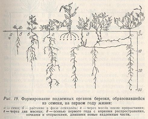 Формирование подземных органов березки, образовавшейся из семени, на первом году жизни