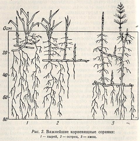 Важнейшие корневищные сорняки