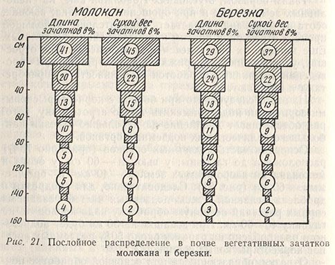 Послойное распределение в почве вегетативных зачатков молокана и березки