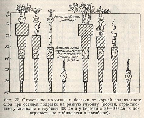Отрастание молокана и березки от корней подпахотного слоя при осенней подрезке на разную глубину