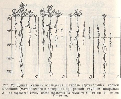 Длина, степень ослабления и гибель вертикальных корней молокана при разной глубине подрезки