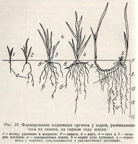Формирование подземных органов у пырея, развивающегося из семени, на первом году жизни
