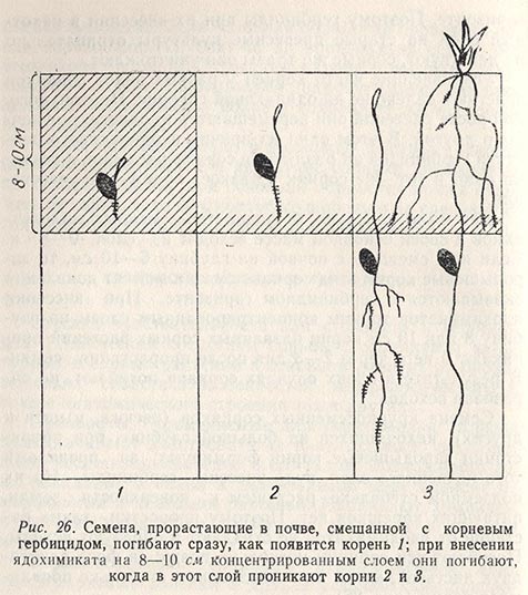 Семена, прорастающие в почве, смешанной с корневым гербицидом, погибают сразу, как появится корень