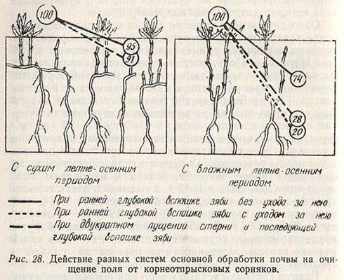 Действие разных систем основной обработки почвы на очищение поля от корнеотпрысковых сорняков