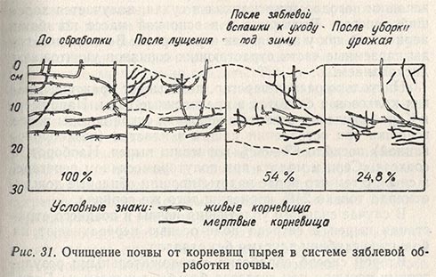 Очищение почвы от корневищ пырея в системе зяблевой обработки почвы