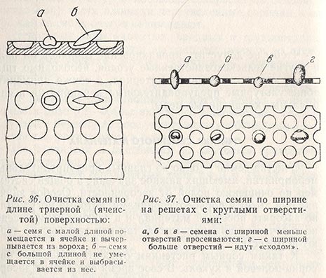 Очистка семян по длине триерной (ячеистой) поверхностью и очистка семян по ширине на решетах с круглыми отверстиями