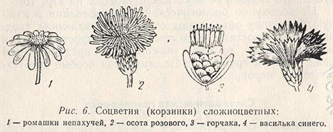 Соцветия сложноцветных