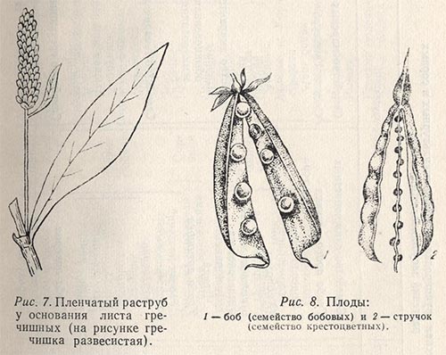 Пленчатый раструб у основания листа гречишных и плоды боб и стручок