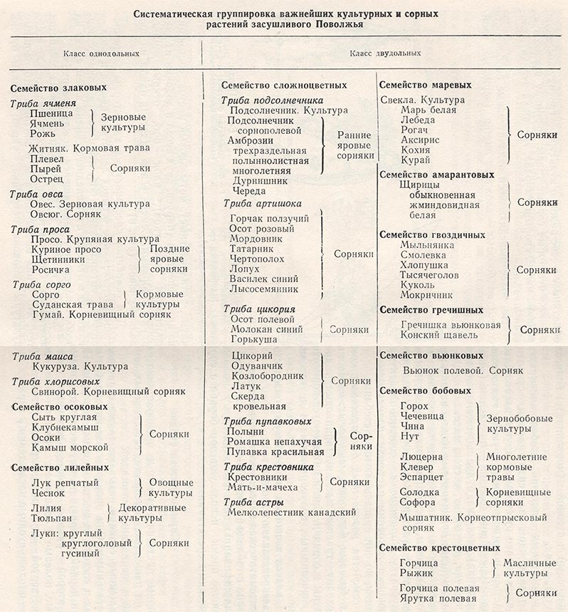 Систематическая группировка важнейших культур и сорных растений Поволжья