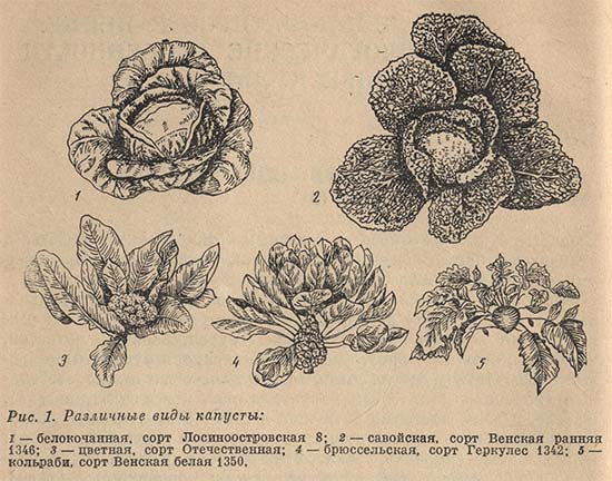 Различные виды капусты