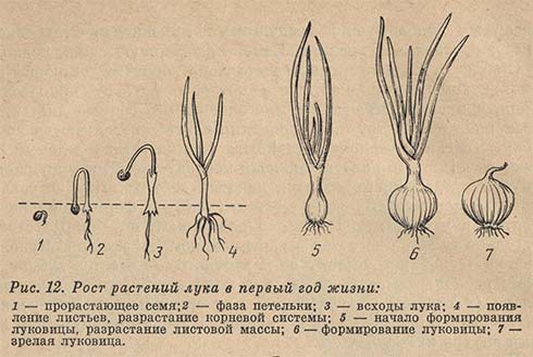 Рост растений лука в первый год жизни