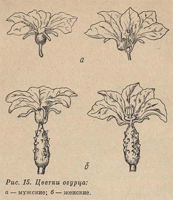 Цветки огурца