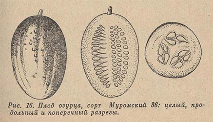 Плод огурца, сорт Муромский 36