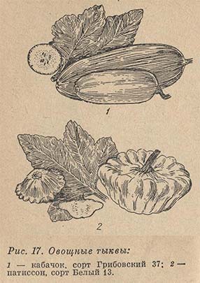 Овощные тыквы