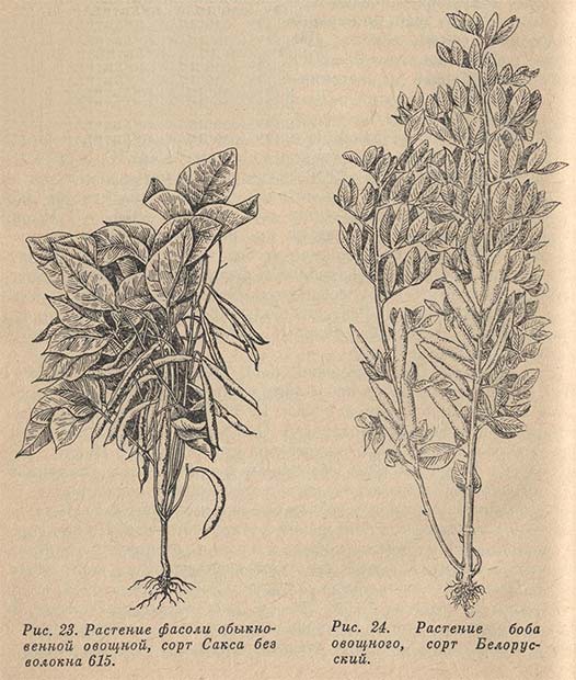 Растение фасоли обыкновенной и боба овощного