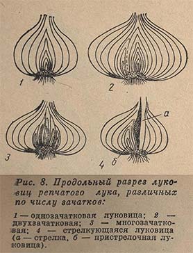 Продольный разрез луковиц репчатого лука