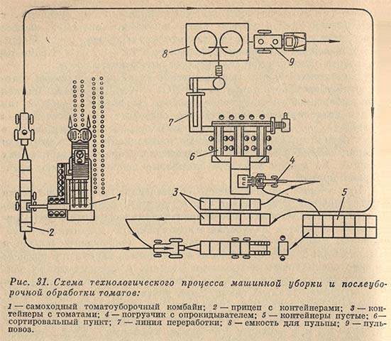 Схема технологического процесса машинной уборки и послеуборочной обработки томатов